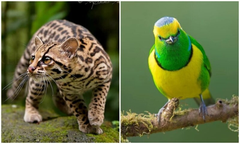 The amazing inhabitants of the tropical forests of Costa Rica in lens Suprita sahoo