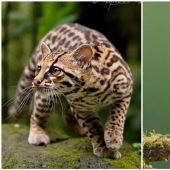 The amazing inhabitants of the tropical forests of Costa Rica in lens Suprita sahoo