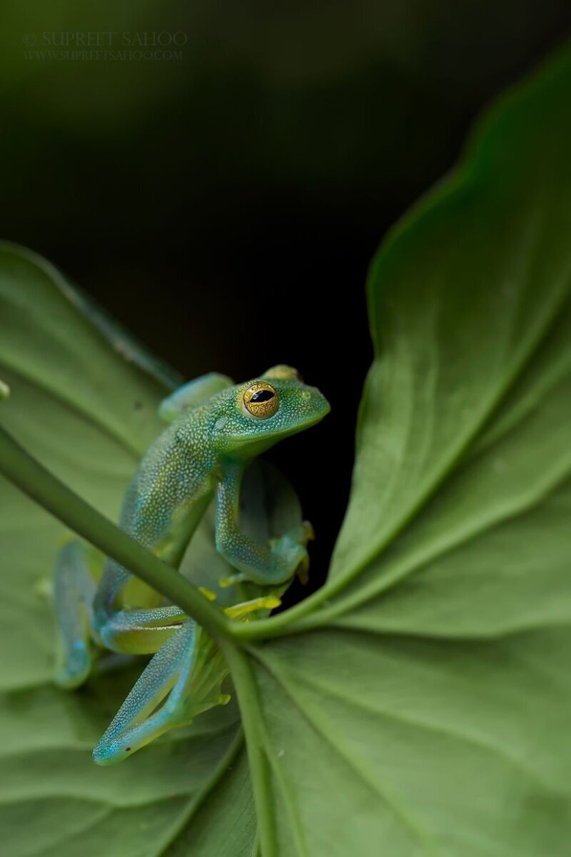 The amazing inhabitants of the tropical forests of Costa Rica in lens Suprita sahoo