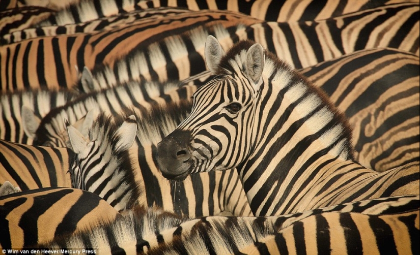 The animal kingdom, as you have not seen it yet: racing, fighting and tenderness