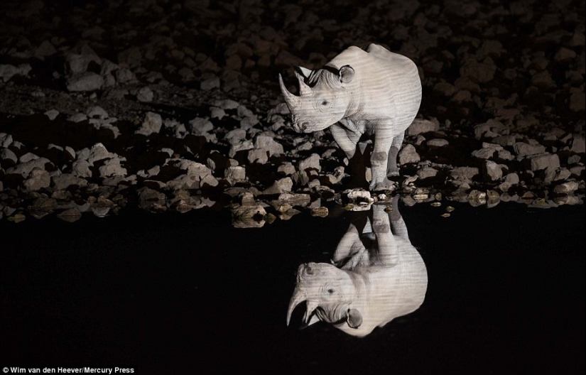 The animal kingdom, as you have not seen it yet: racing, fighting and tenderness