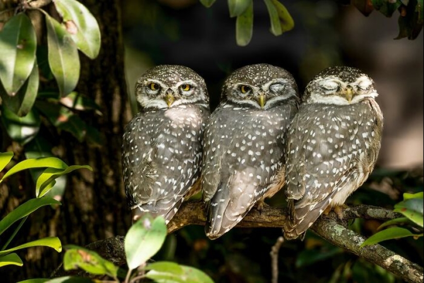 The Beauty Of Animals In 14 Photos By Guru Charan