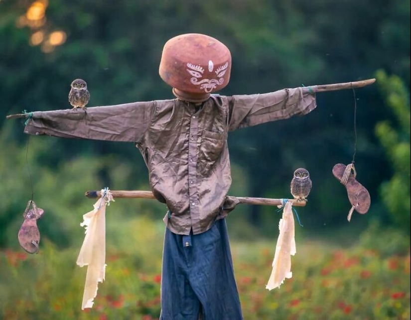 The Beauty Of Animals In 14 Photos By Guru Charan