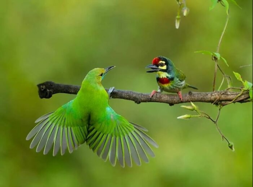 The Beauty Of Animals In 14 Photos By Guru Charan