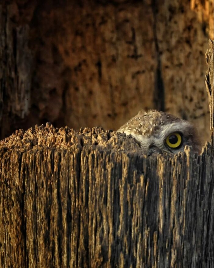 The Beauty Of Animals In 14 Photos By Guru Charan