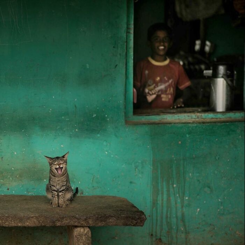 The Beauty Of Animals In 14 Photos By Guru Charan