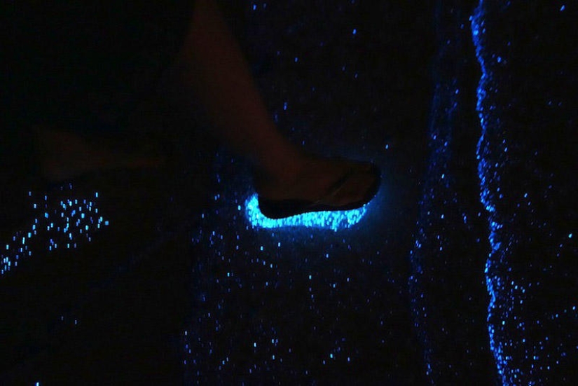 The beauty of the glowing beaches, like the starry sky