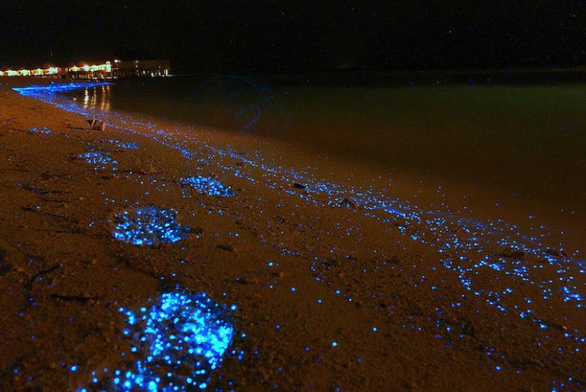 The beauty of the glowing beaches, like the starry sky