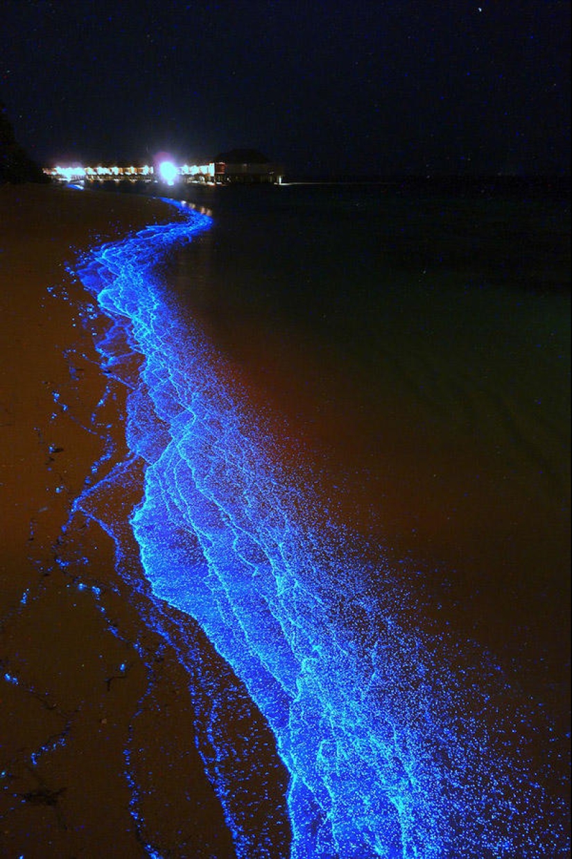 The beauty of the glowing beaches, like the starry sky