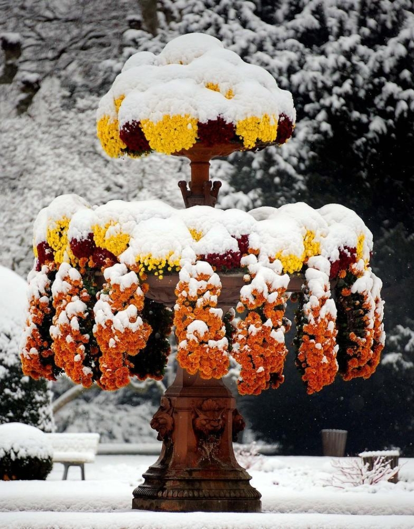 The beauty of winter