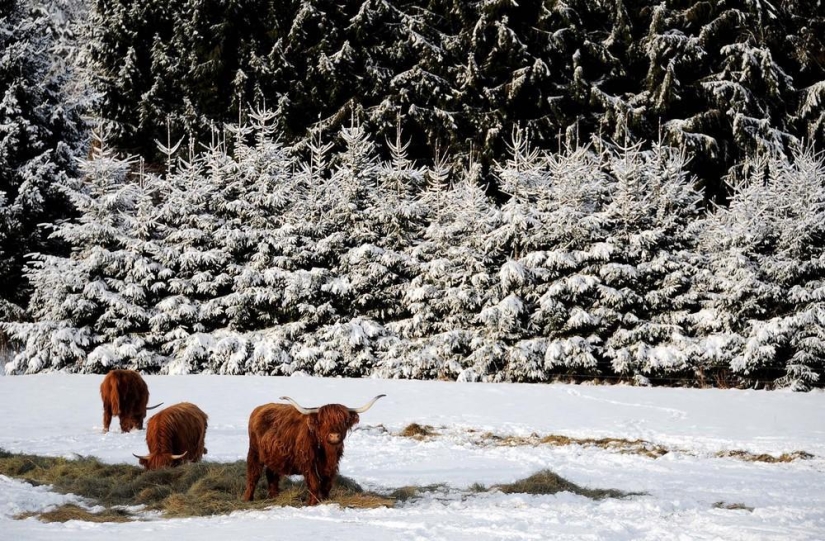 The beauty of winter