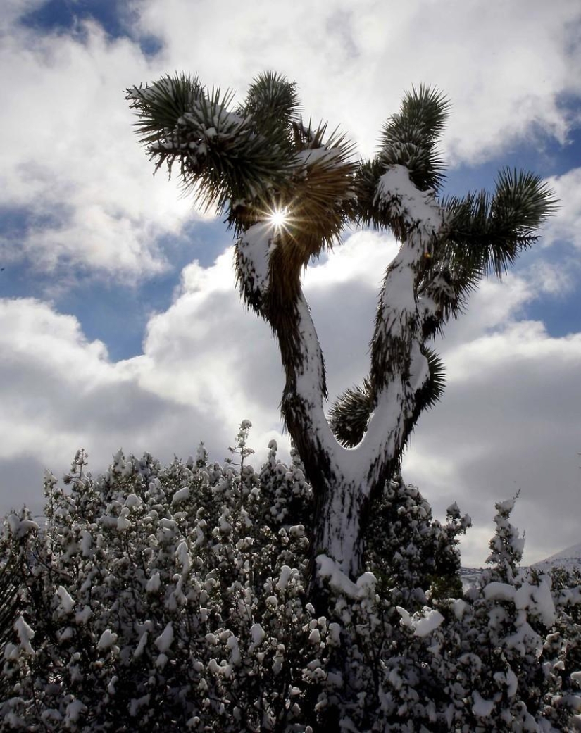 The beauty of winter