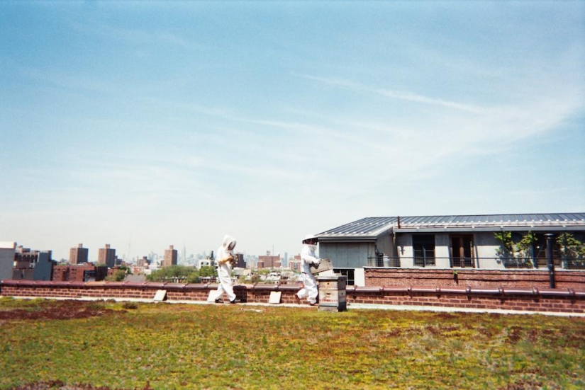 The Cheese Hole: A Day in the Life of a Brooklyn Cheesemaker