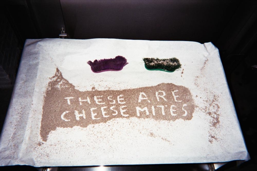 The Cheese Hole: un día en la vida de un quesero de Brooklyn