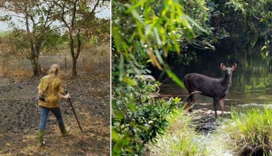 The couple spent 30 years restoring the reserve, replanting the rainforest The couple spent 30 years restoring the reserve, replanting the rainforest