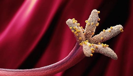 The culprits of allergies in all their glory