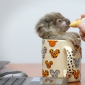 The cutest baby animals