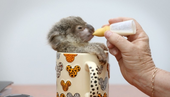 The cutest baby animals The cutest baby animals