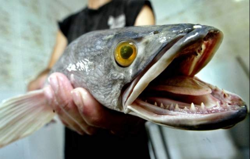 The dream of a fisherman and the horror of an ecologist: the snakehead terminator fish captures the waters of the United States The dream of a fisherman and the horror of an ecologist: the snakehead terminator fish captures the waters of the United States