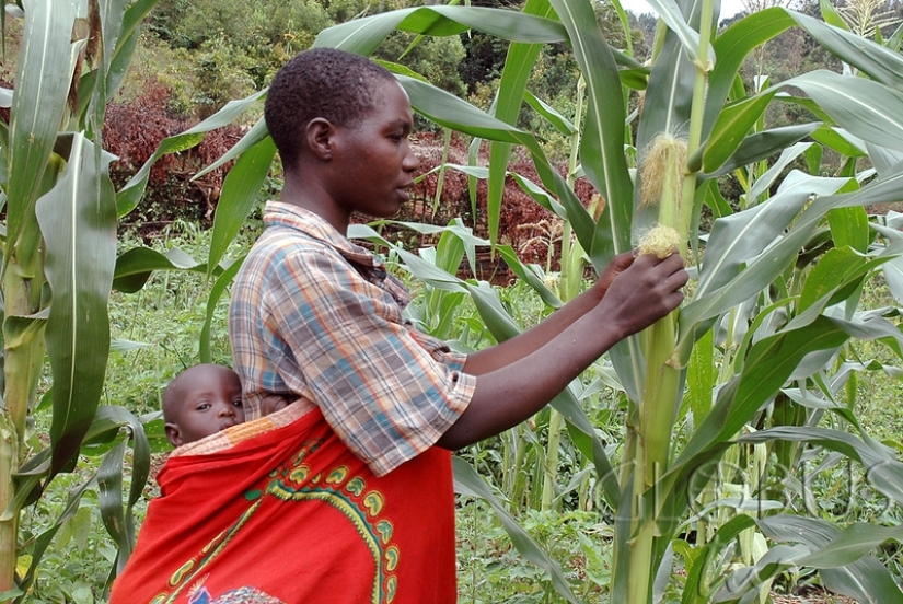 The Evil Spirit of Corn: How an Ancient Indian Curse Continues to Kill Europeans