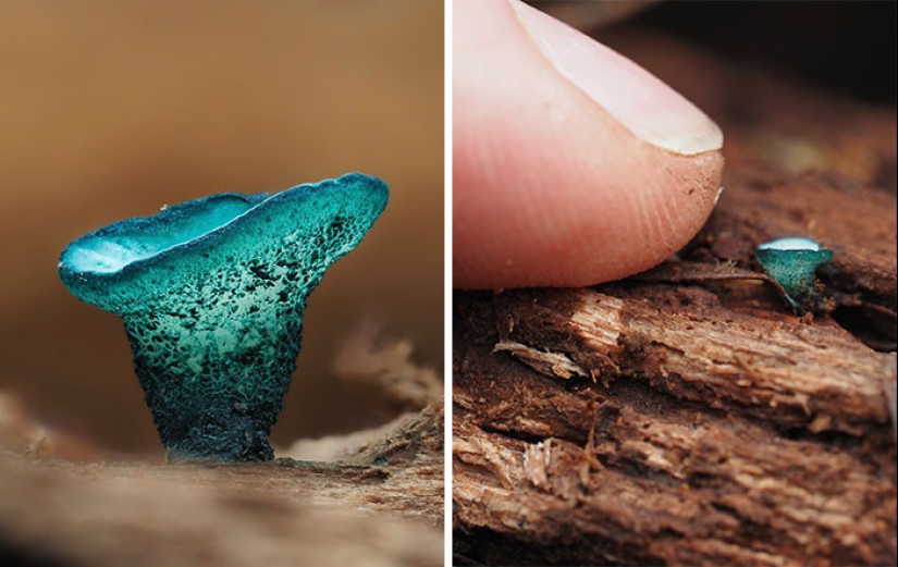 The Fascinating World Of Mushrooms You Might’ve Never Noticed: 16 Close-Up Pics By Cyanesense The Fascinating World Of Mushrooms You Might’ve Never Noticed: 16 Close-Up Pics By Cyanesense