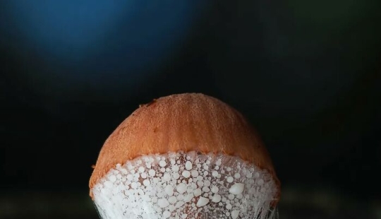 The Fascinating World Of Mushrooms You Might’ve Never Noticed: 16 Close-Up Pics By Cyanesense