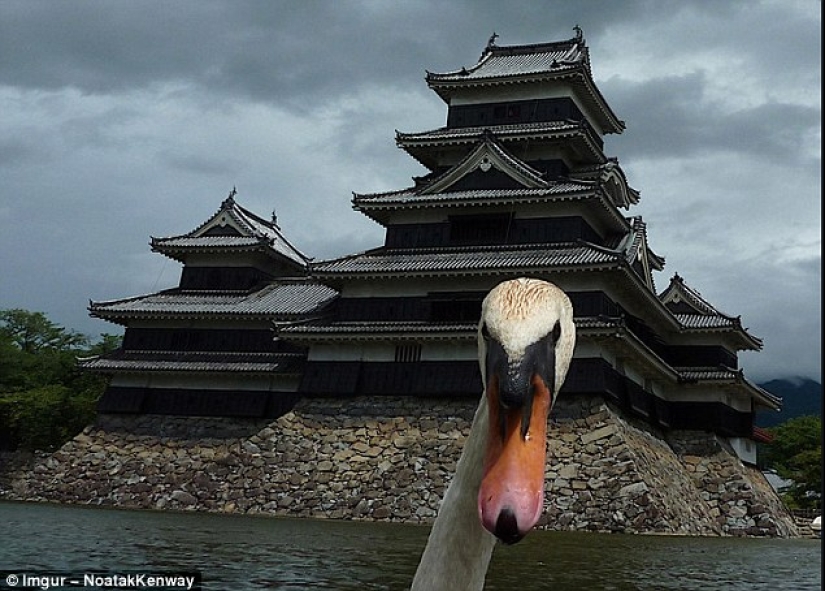 The funniest photobombs in vacation pictures