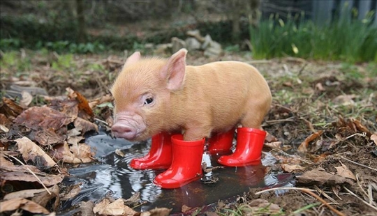 The funniest photos of mini piglets