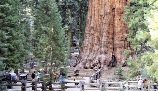 The General Sherman tree is the largest living organism on the planet The General Sherman tree is the largest living organism on the planet