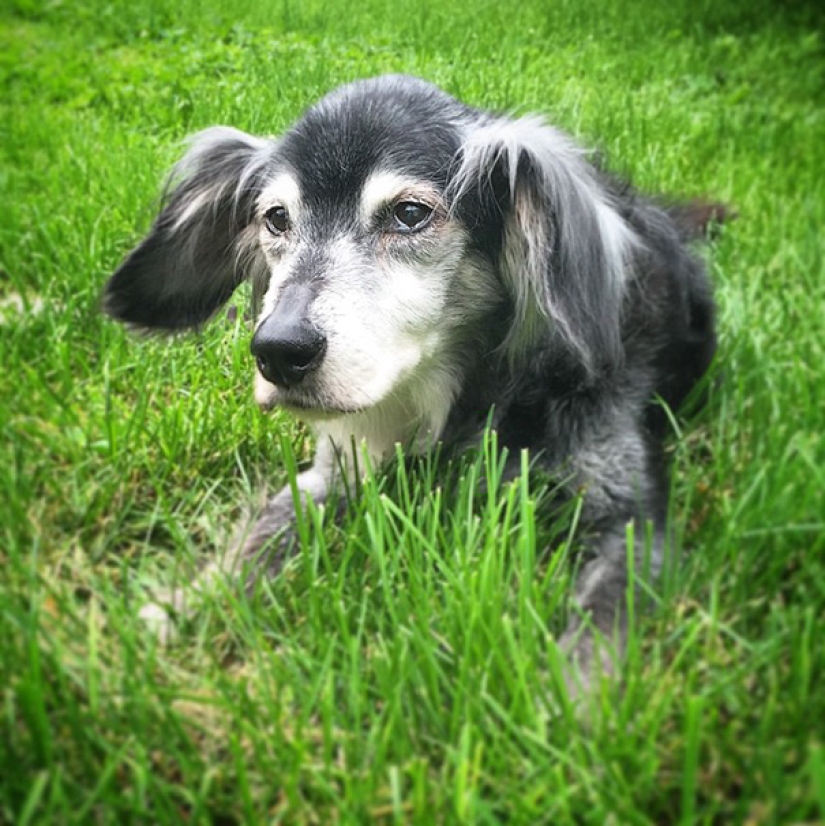The happiness of old dogs who were taken from the street