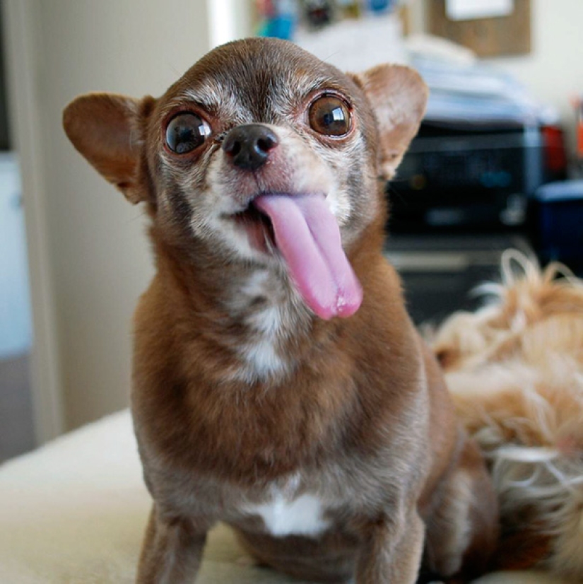 The happiness of old dogs who were taken from the street