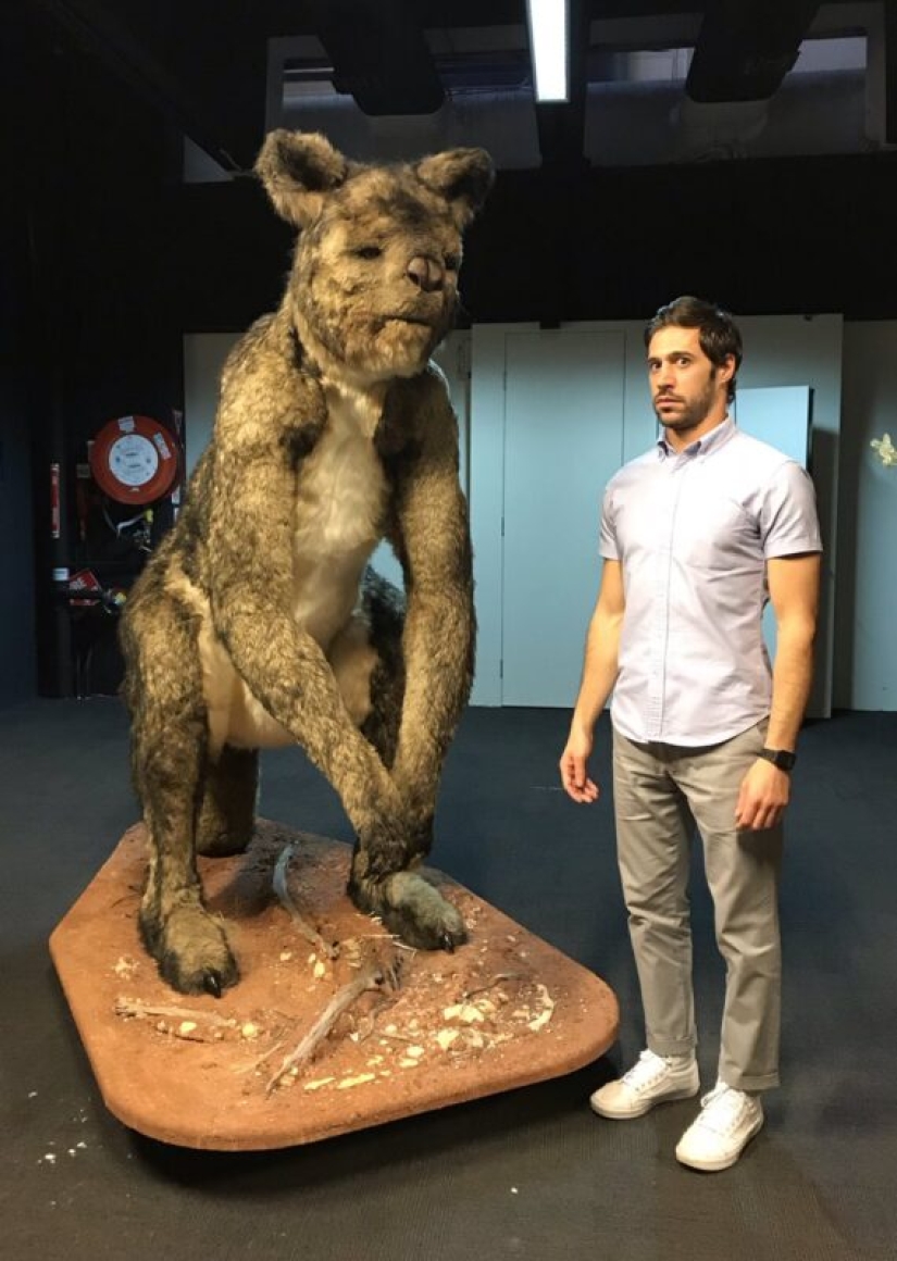 The hoofed kangaroo procoptodon is an extinct giant of Australia