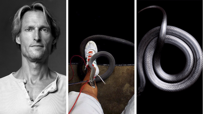 The incredible beauty of venomous snakes in Mark Light's photo project The incredible beauty of venomous snakes in Mark Light's photo project