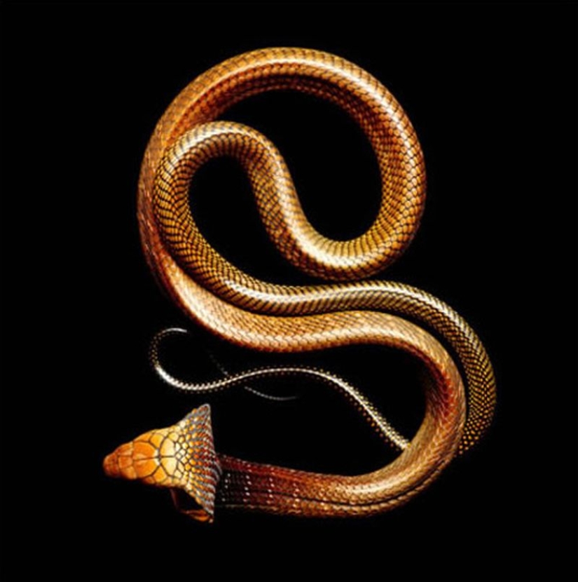 The incredible beauty of venomous snakes in Mark Light's photo project The incredible beauty of venomous snakes in Mark Light's photo project