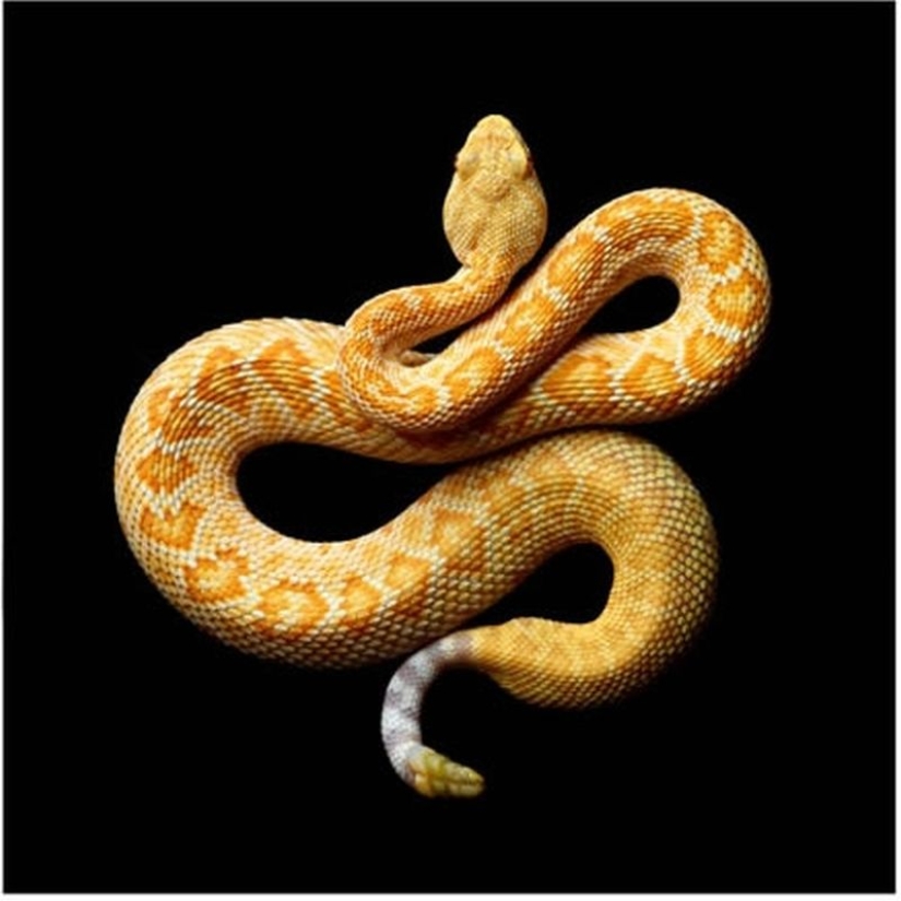 The incredible beauty of venomous snakes in Mark Light's photo project The incredible beauty of venomous snakes in Mark Light's photo project