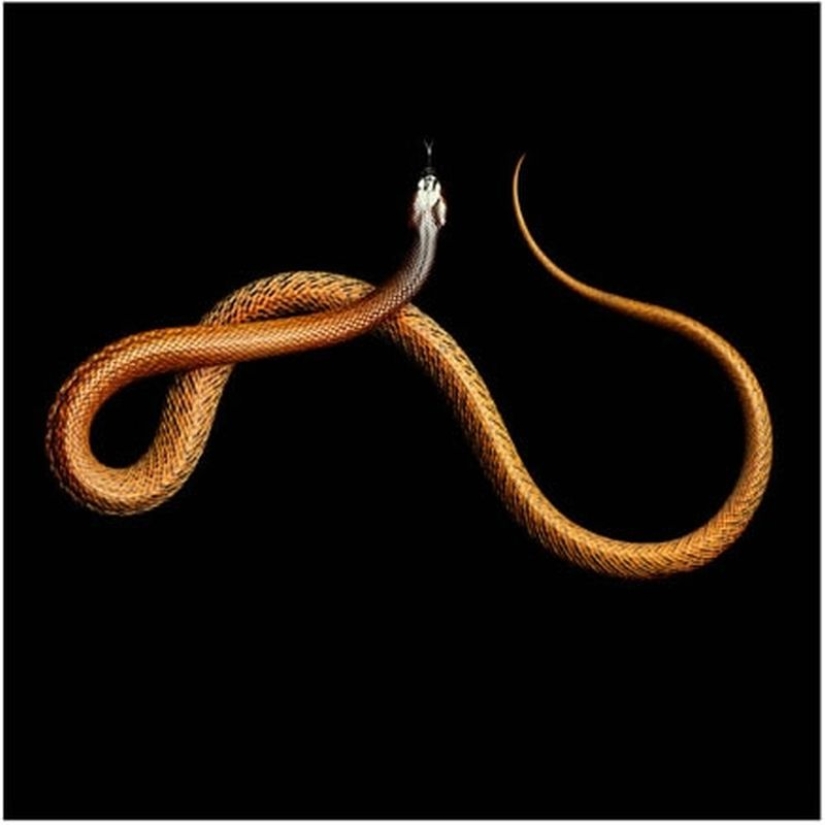 The incredible beauty of venomous snakes in Mark Light's photo project The incredible beauty of venomous snakes in Mark Light's photo project