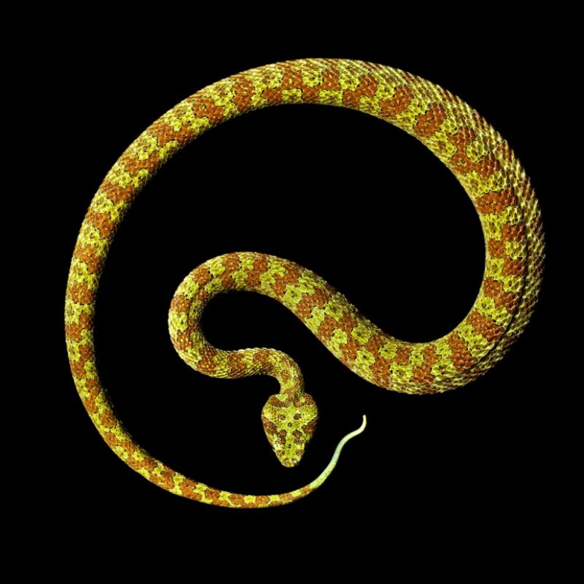 The incredible beauty of venomous snakes in Mark Light's photo project The incredible beauty of venomous snakes in Mark Light's photo project