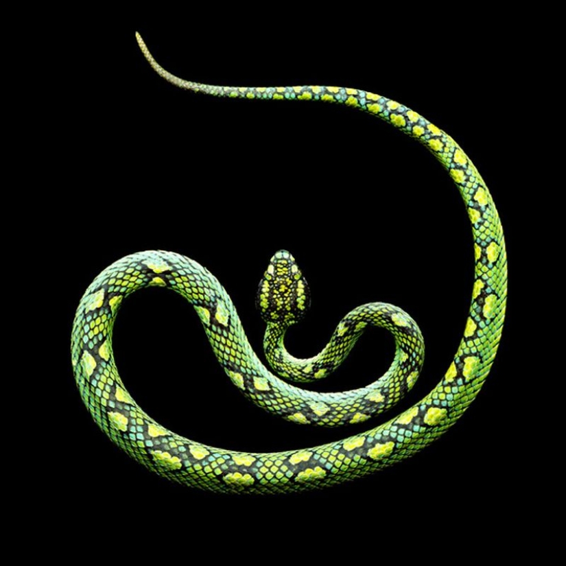 The incredible beauty of venomous snakes in Mark Light's photo project The incredible beauty of venomous snakes in Mark Light's photo project