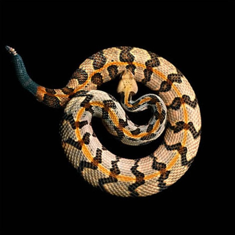 The incredible beauty of venomous snakes in Mark Light's photo project The incredible beauty of venomous snakes in Mark Light's photo project