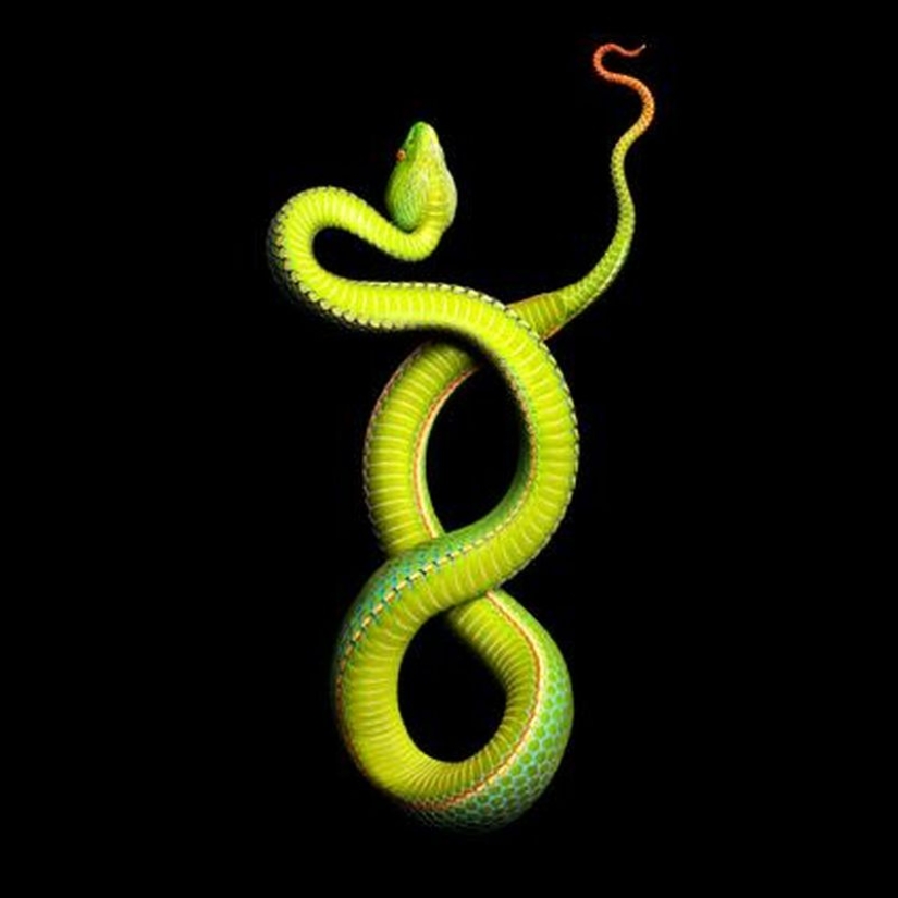 The incredible beauty of venomous snakes in Mark Light's photo project The incredible beauty of venomous snakes in Mark Light's photo project