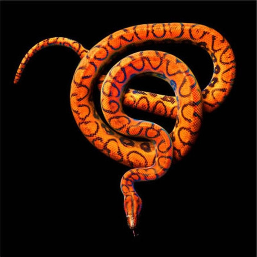 The incredible beauty of venomous snakes in Mark Light's photo project The incredible beauty of venomous snakes in Mark Light's photo project