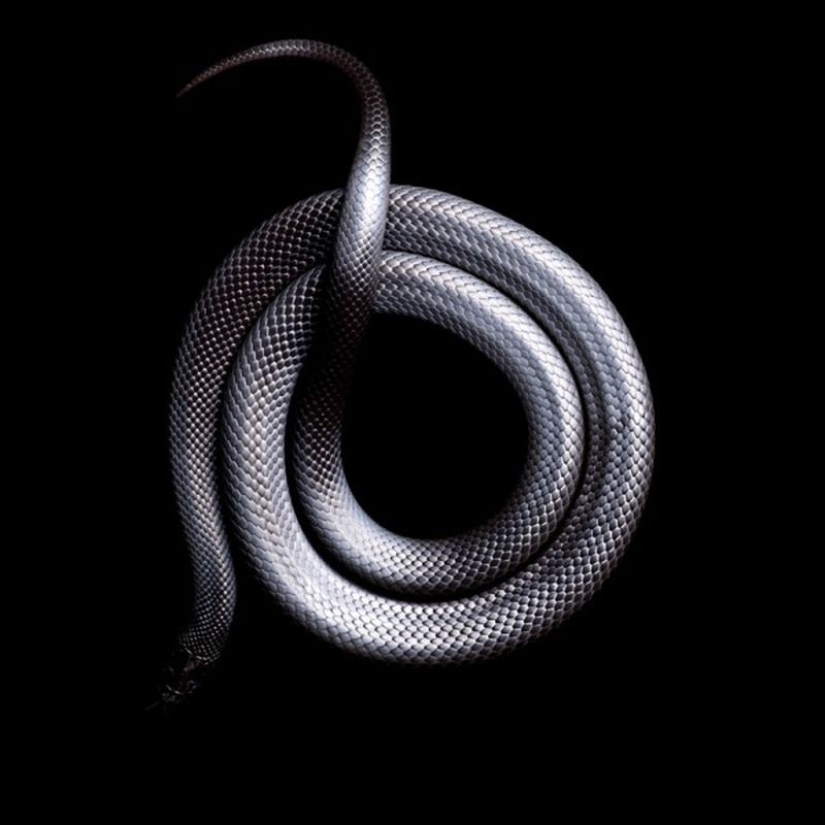The incredible beauty of venomous snakes in Mark Light's photo project The incredible beauty of venomous snakes in Mark Light's photo project