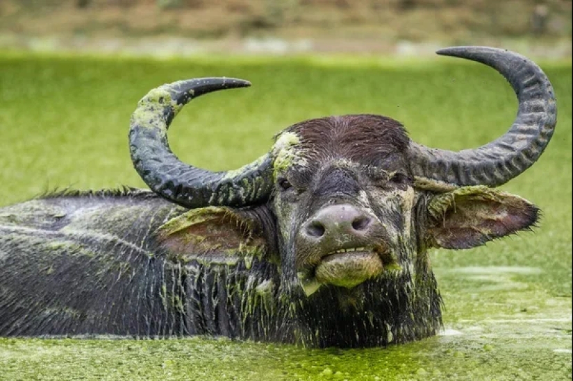 The Indian water buffalo is a herbivorous giant that even the tiger avoids