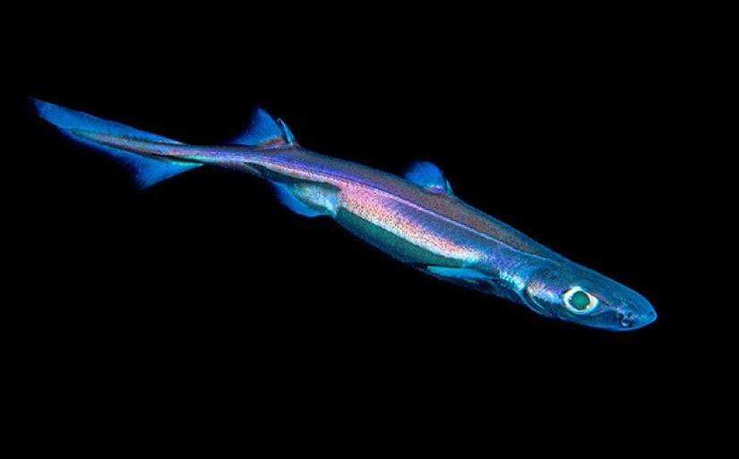 The Internet has to be protected from ... shark attacks The Internet has to be protected from ... shark attacks