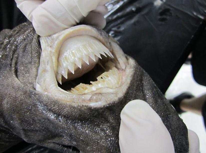 The Internet has to be protected from ... shark attacks The Internet has to be protected from ... shark attacks