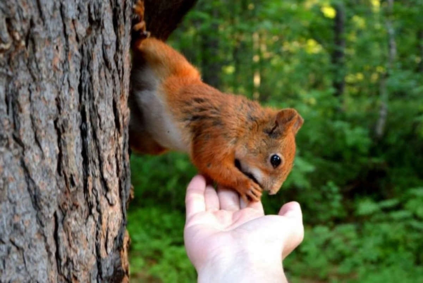 The Japanese art of Shinrin-yoku, or How to walk in the forest The Japanese art of Shinrin-yoku, or How to walk in the forest