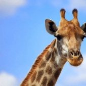 The life of a giraffe is a daily hell and all because of the long neck