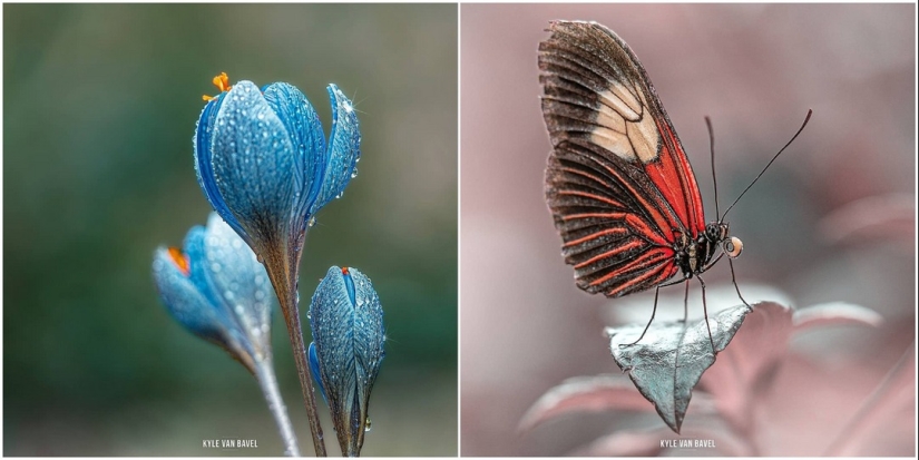 The magic of macrophotography: beautiful flowers and insects in the lens Kyle van Bavel