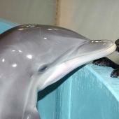 The most amazing facts about dolphins