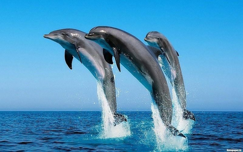 The most amazing facts about dolphins The most amazing facts about dolphins